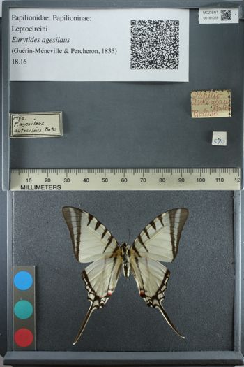 Media type: image;   Entomology 181028